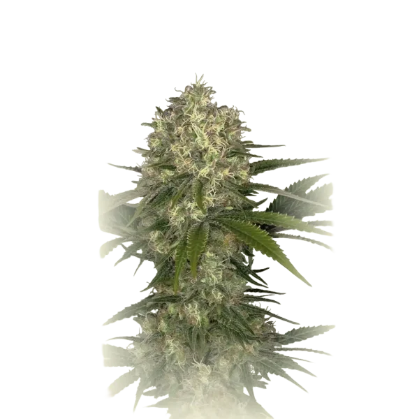 Afghani