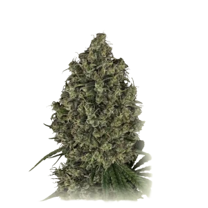 AK 47
