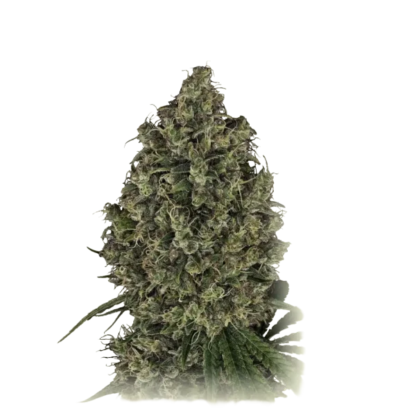 AK47