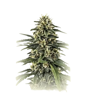 Commercial Seeds