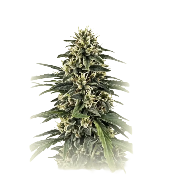 Amnesia CBD