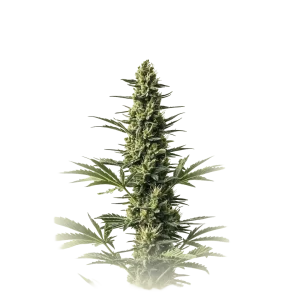 Amnesia Fast F1