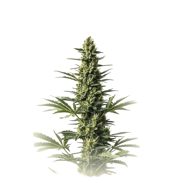 Amnesia Fast F1