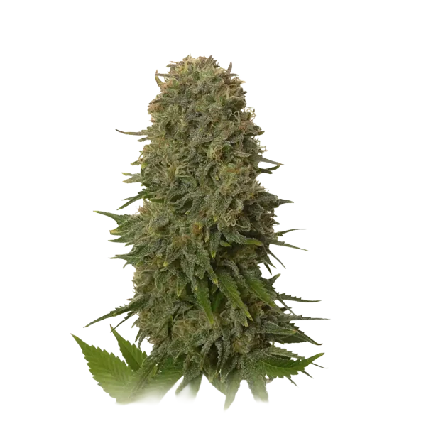 Amnesia Haze