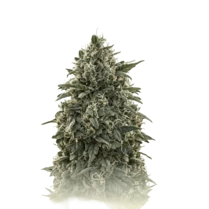 Amnesia Hypro