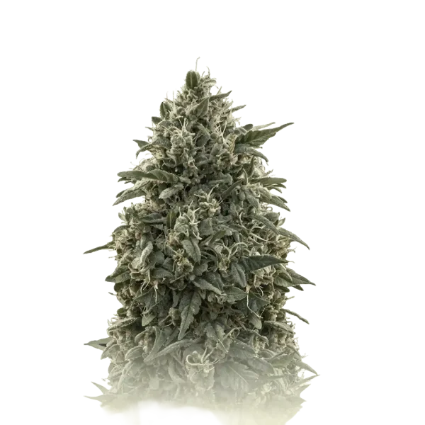 Amnesia Hypro