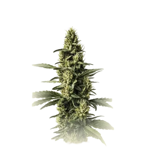 Amnesia Lemon