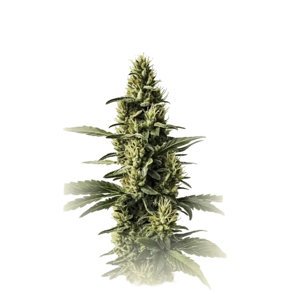 Amnesia Lemon