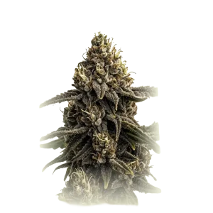 Autoflowering