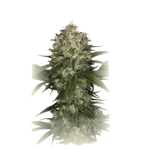 Apple Gelato Auto