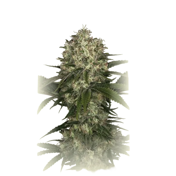 Apple Gelato Auto