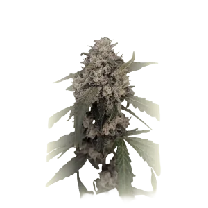 AK Auto