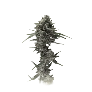 Alienz Auto