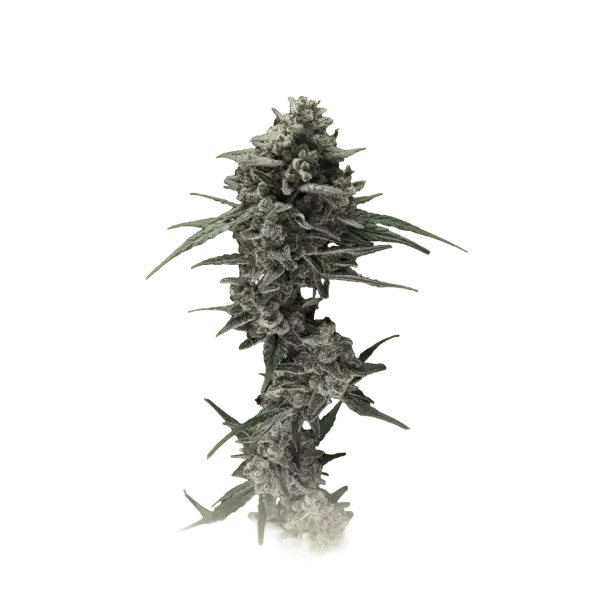 Alienz Auto