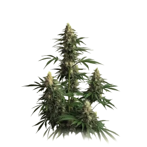 Auto Amnesia