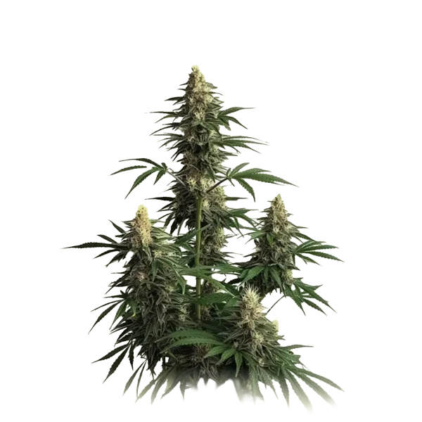 Auto Amnesia