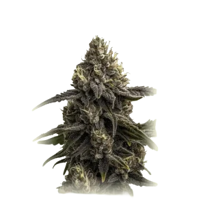 Apple Fritter Auto