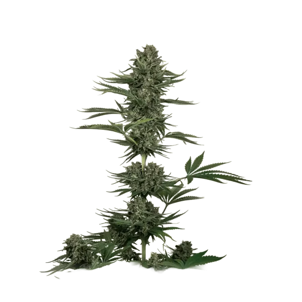Auto Black Domina