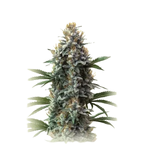 Auto Blue Cheese