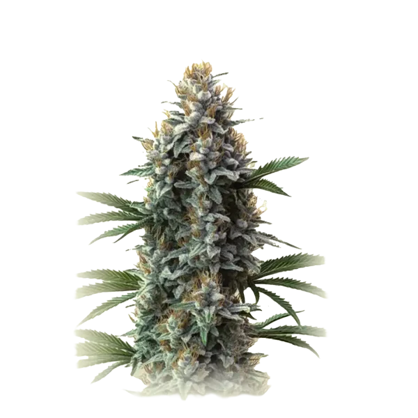 Auto Blue Cheese