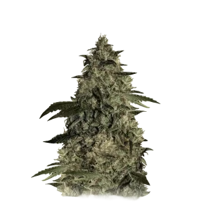 Auto Brooklyn Mango