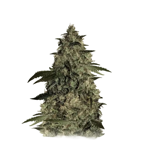 Auto Brooklyn Mango