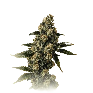 Auto Bubba Kush