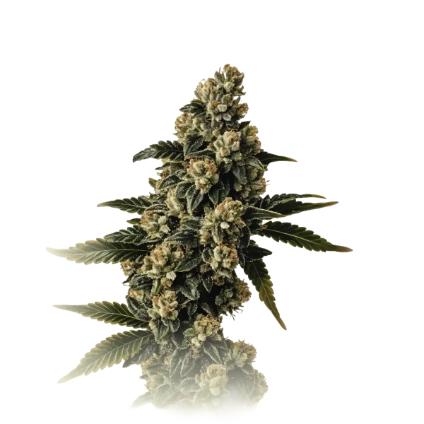 Auto Bubba Kush
