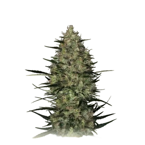 Auto Caramel