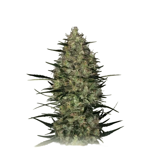 Auto Caramel