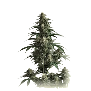 Auto Cheese