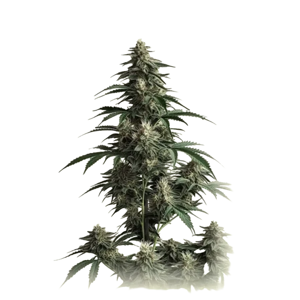 Auto Cheese