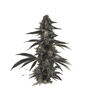 Auto Cherry
