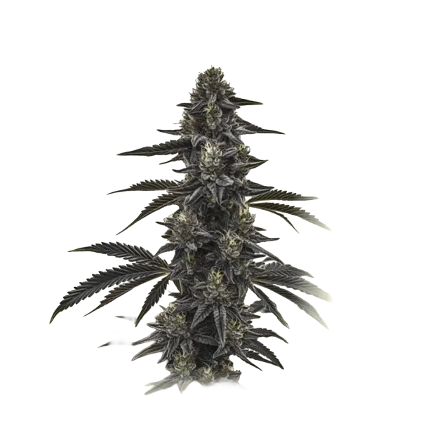 Auto Cherry