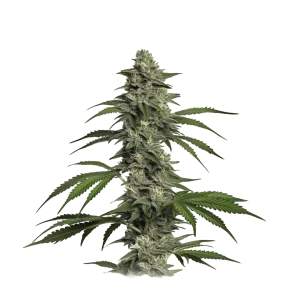 Auto Cookies