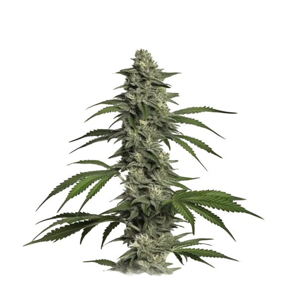 Auto Cookies