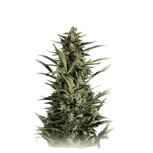 Auto Critical Jack