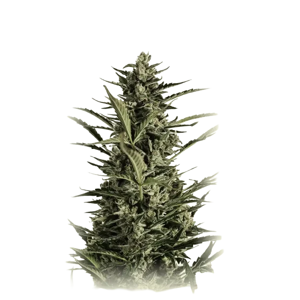 Auto Critical Jack