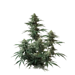 Auto Diesel