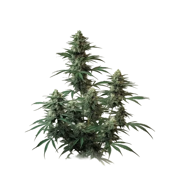 Auto Diesel