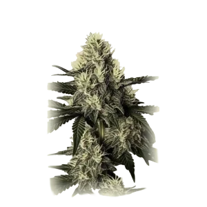 Auto Dosidos