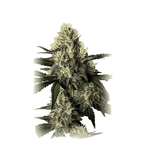Auto Dosidos