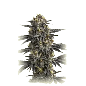 Auto Gelato