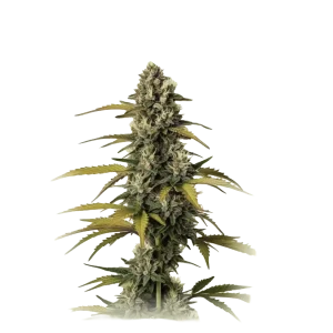Auto GMO