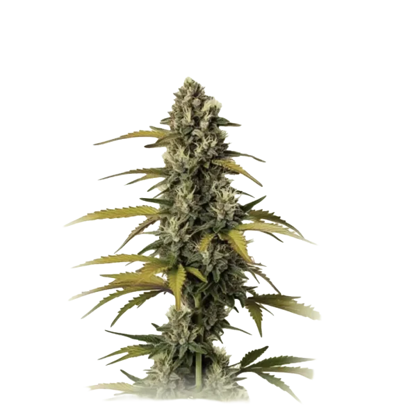Auto GMO