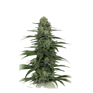 Auto Gorilla