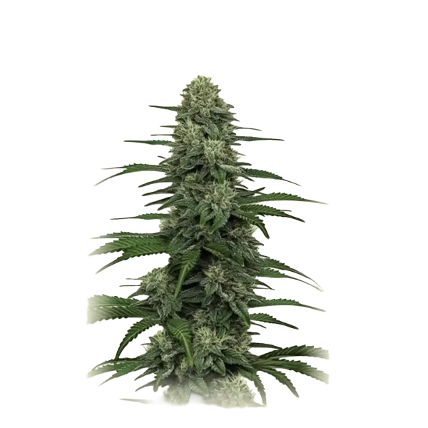 Auto Gorilla