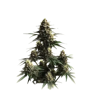 Auto Jack Herrer