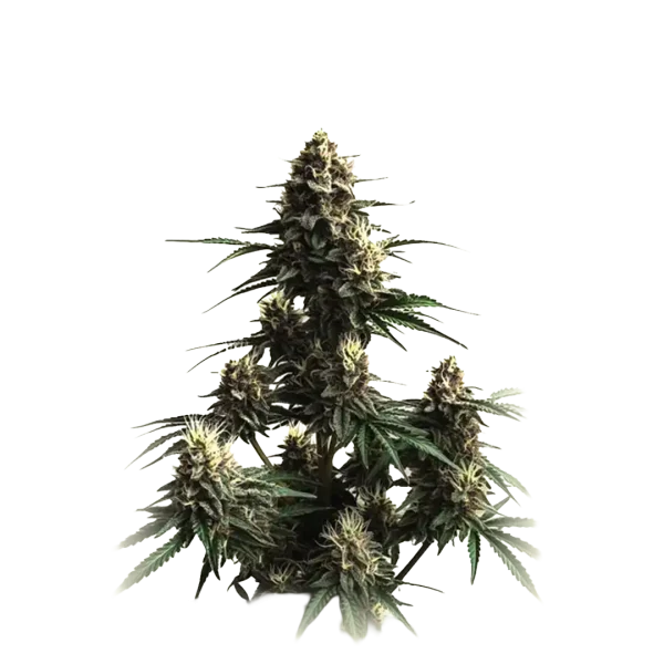 Auto Jack Herrer