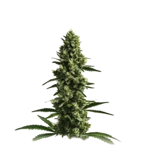 Auto Kosher Kush